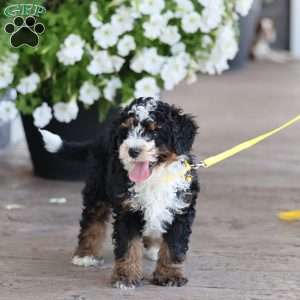 Levi, Mini Bernedoodle Puppy